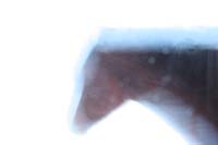 /Oreana/Fandango/2008/gallery/fourSeasons/thumbnails/Snow Princess VIII DHX0042.jpg